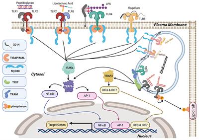 When Innate Immunity Meets Angiogenesis—The Role of Toll-Like Receptors in Endothelial Cells and Pulmonary Hypertension